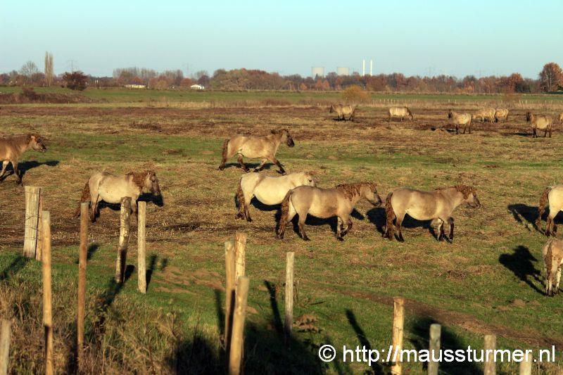 2016-11-28 Gewonde wilde jonge hengst Maaseik (7326).jpg